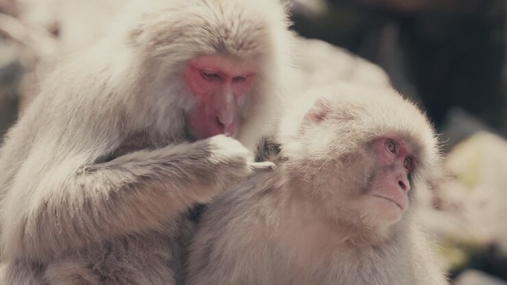 Macaco giapponese adulto che si pulisce a vicenda in Giappone
