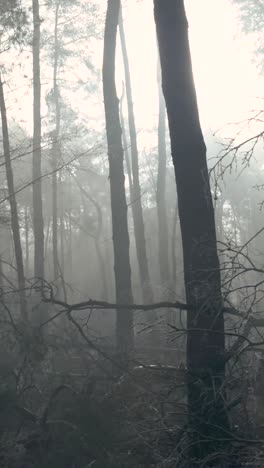 misty forest scene