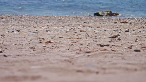 Strandläufer,-Der-In-Zeitlupe-Am-Leeren-Strand-Vorbeifährt