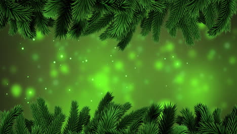 animation of fir tree branches over spot lights on green background