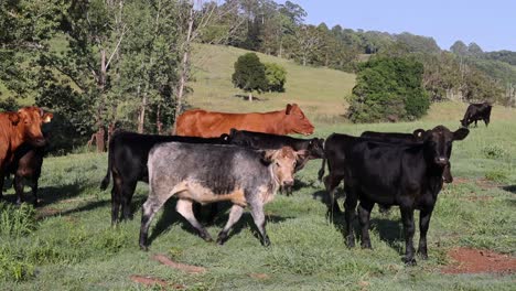 cows and calves peacefully grazing in a field