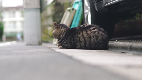 an adorable cat lying on the street in tokyo, japan - selective focus