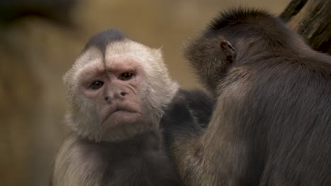 two weeper capuchin monkeys grooming each other