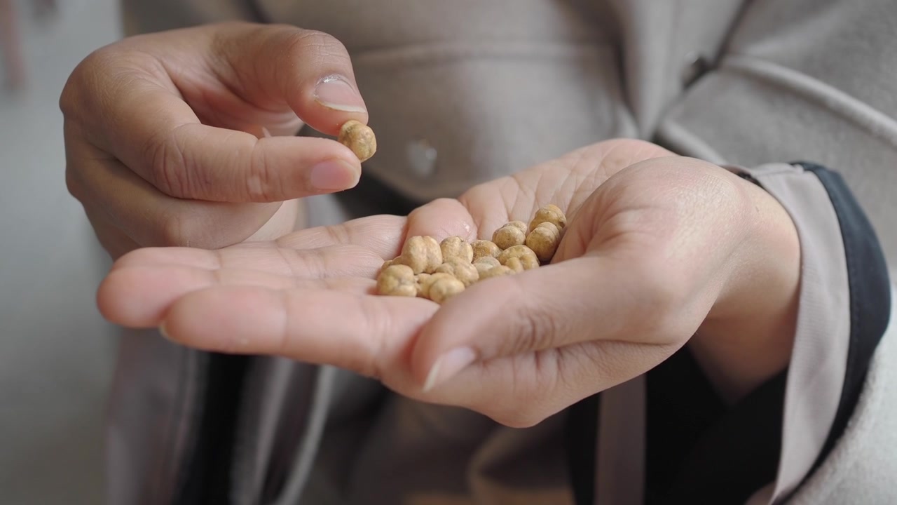 Person Holding and Examining Roasted Chickpeas in Their Hand