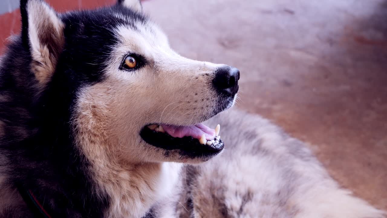 시베리아 허스키는 바닥에 누워서 앞으로 바라보고 있습니다.
