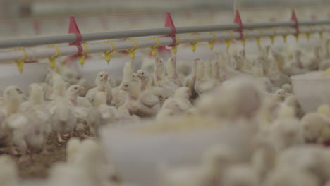 granja de pollo moderna. los pollos bebiendo agua y alimentándose