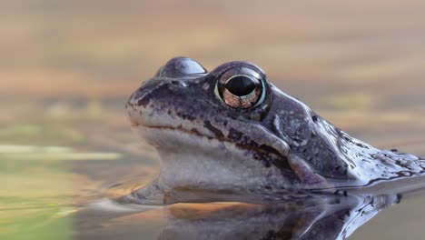 la rana marrón (rana temporaria) en primer plano en un estanque.