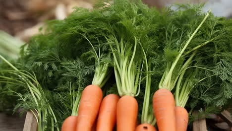 freshly harvested carrots in a wooden crate