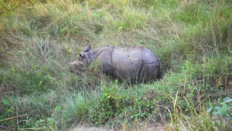 El-Raro-Rinoceronte-De-Un-Cuerno-En-Las-Praderas-De-Nepal