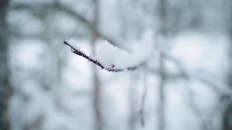 Birke-Im-Verschneiten-Wald