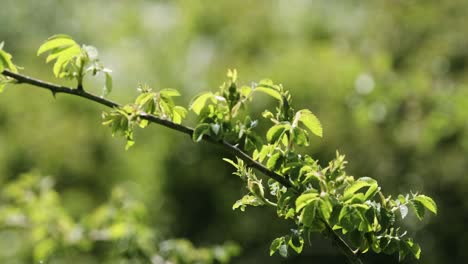 standalone tree branch in a countryside environment