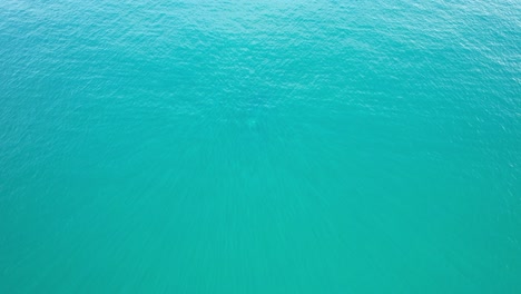 Humpback-Whales-Diving-in-the-Turquoise-Waters-of-Cabarita-Beach,-Tweed-Shire,-Bogangar,-Northern-Rivers,-New-South-Wales,-Australia-Aerial-Shot