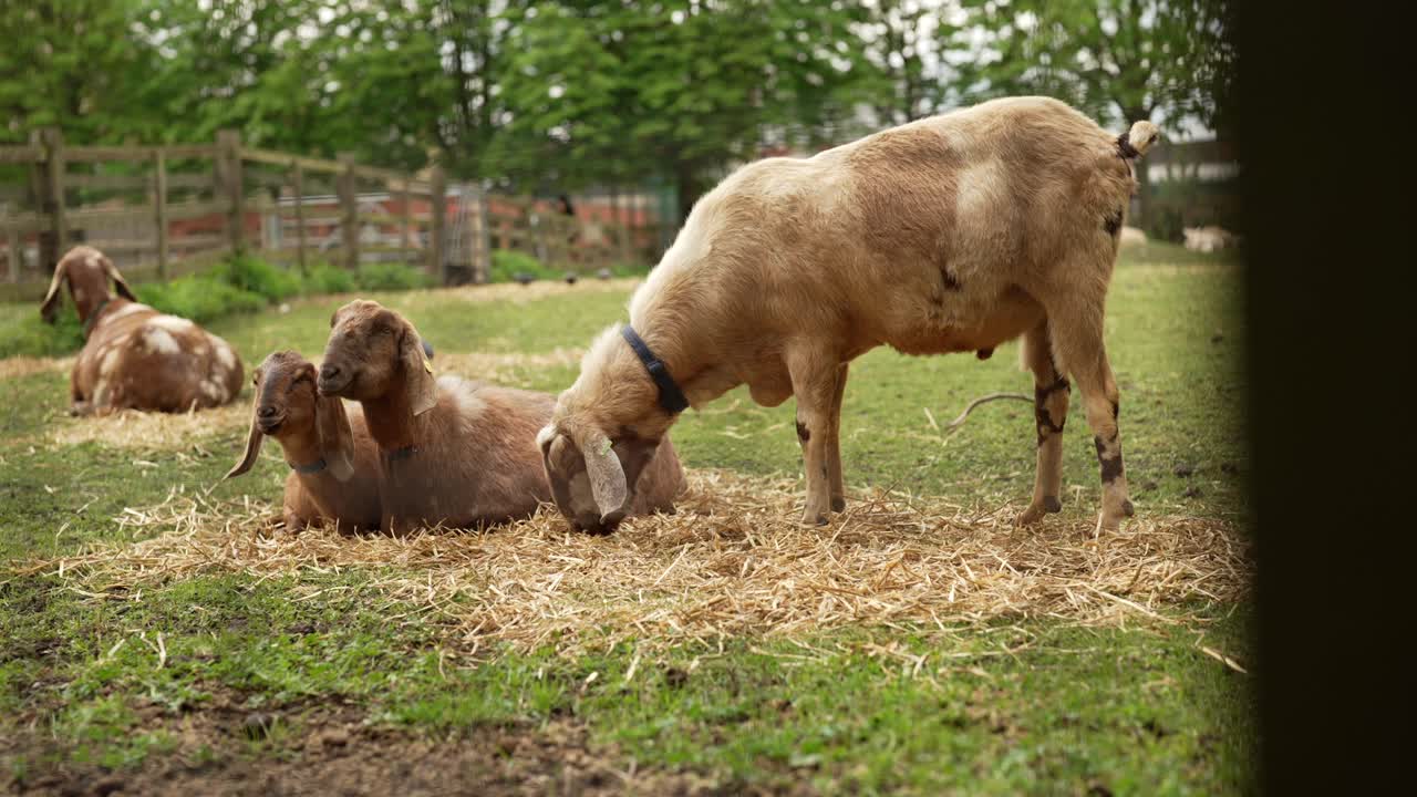 Ripresa al rallentatore di quattro capre sedute insieme in un campo, una delle quali mangia l'erba.