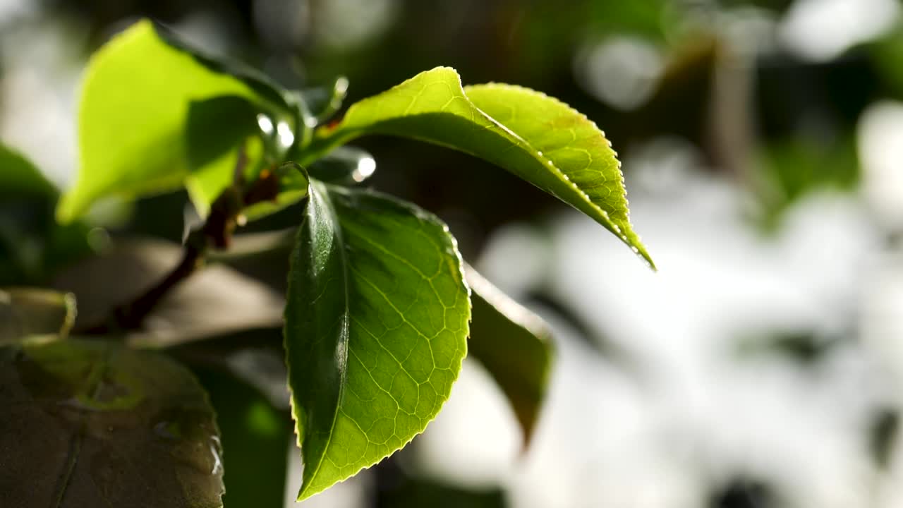 primer plano de las hojas verdes frescas