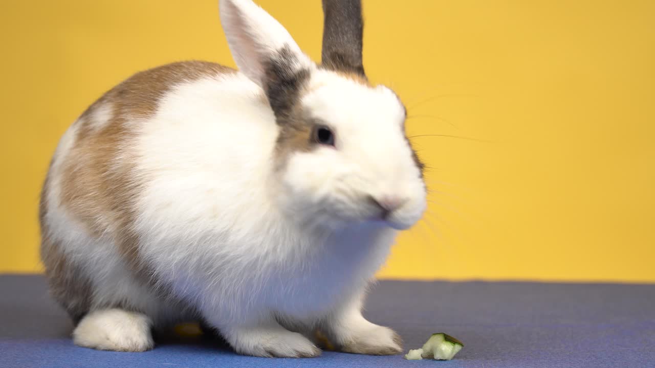 Close-up of a charming white and brown rabbit eating a zucchini on a yellow background