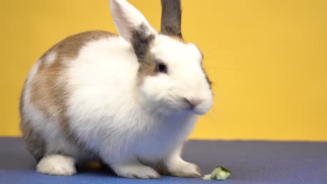 close-up of a charming white and brown rabbit eating a zucchini on a yellow background