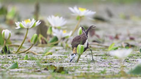 Jacana-De-Cola-De-Faisán-Alimentándose-En-Un-Estanque-De-Flores-De-Nenúfar-En-La-Mañana