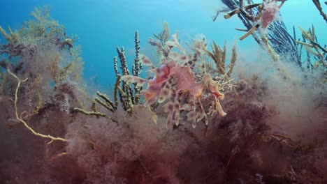 dragón de mar frondoso con huevos 4k cámara lenta sur de australia