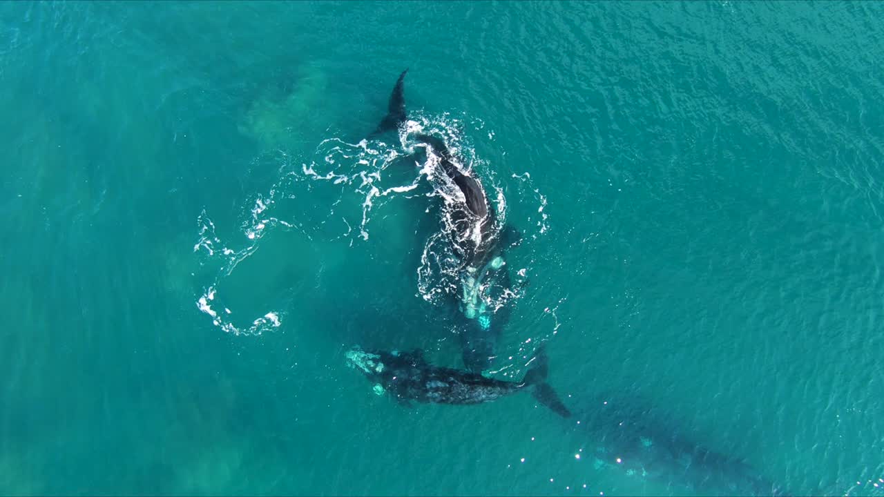 재미 고래 교미 그룹, 공중 촬영 birdeye