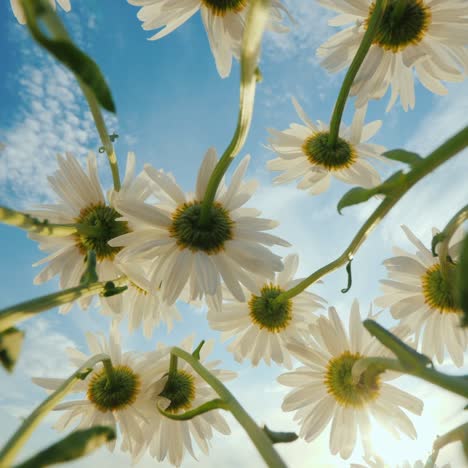 daisies grow on a meadow sway against the blue sky and sun