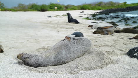 Galapagos-seelöwe,-Der-Sich-Am-Strand-Von-Playa-Punta-Auf-Der-Insel-San-Cristobal-Auf-Den-Galapagos-Herumrollt,-Um-Sich-Mit-Sand-Zu-Bedecken