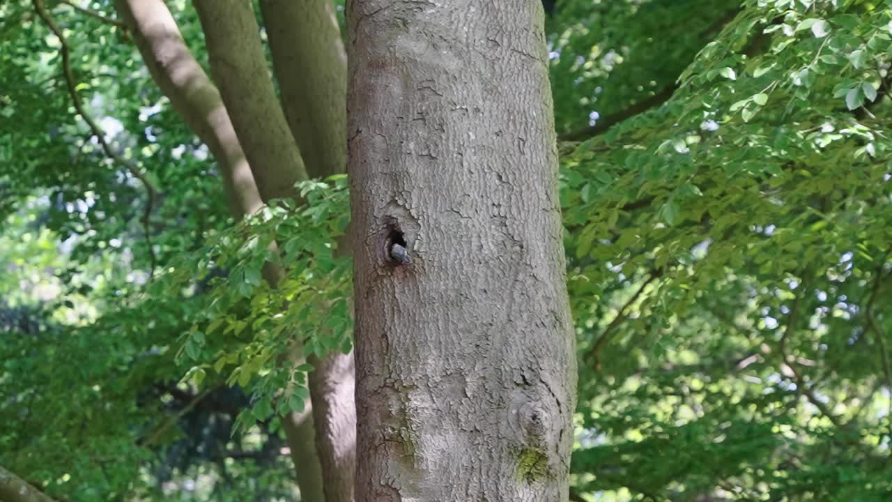 파란박새가 나무 줄기에 있는 둥지에 접근하고 들어간다