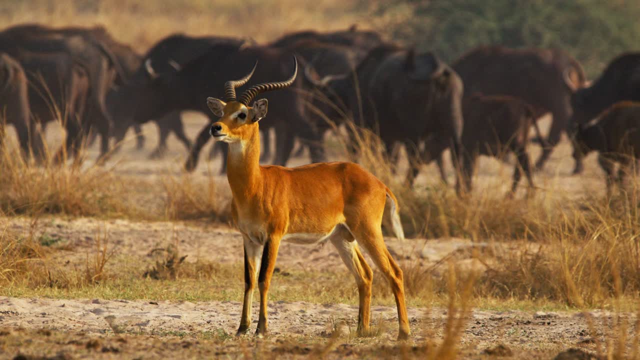 Uganda kob (Kobus kob thomasi) stands alert as a herd of African buffalo (Syncerus caffer) grazes golden savanna grass at dawn in a protected game reserve in Uganda plains wildlife scene at dawn light