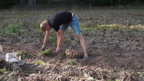 young man harvests potatoes from the field in metal basket, slow motion