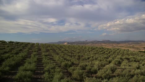 olive grove windswept. italy. panoramic view