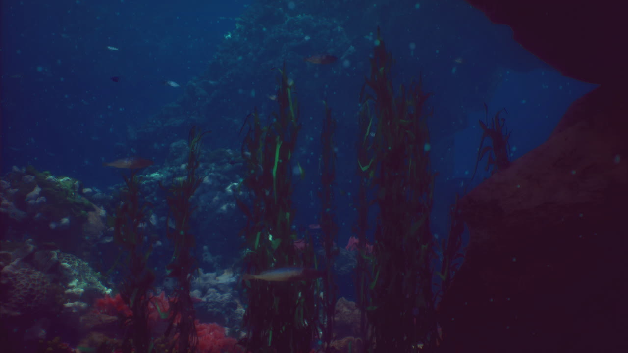 Underwater exploration of a vibrant marine ecosystem with diverse sea life