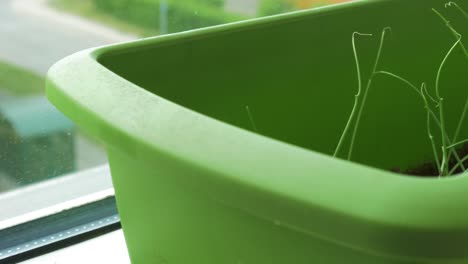 Fresh-homegrown-dill-and-chive-in-window-sill-box-garden,-close-up-dolly-shot