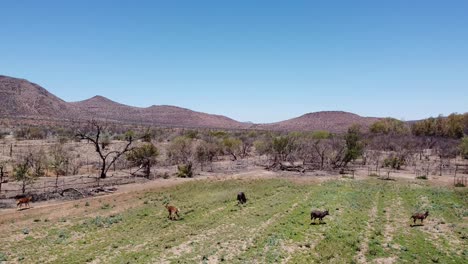antílope nyala en la granja karoo cerca de graaff-reinet durante la sequía con árboles de espinas de camello