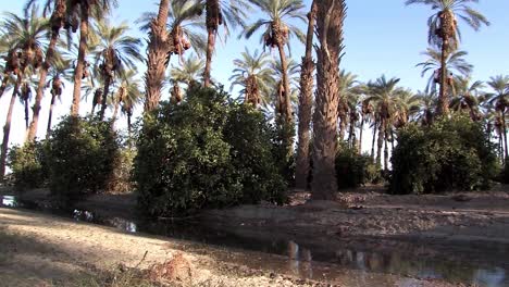 toma panorámica de un oasis artificial en el sur de california con diferentes capas de vegetación-1