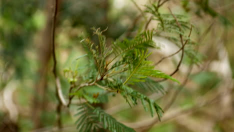 Cerca-De-Un-árbol-De-Acacia-Negra-Australiana-Nativa