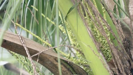 árbol de palma de coco en flor con pequeños insectos de cerca