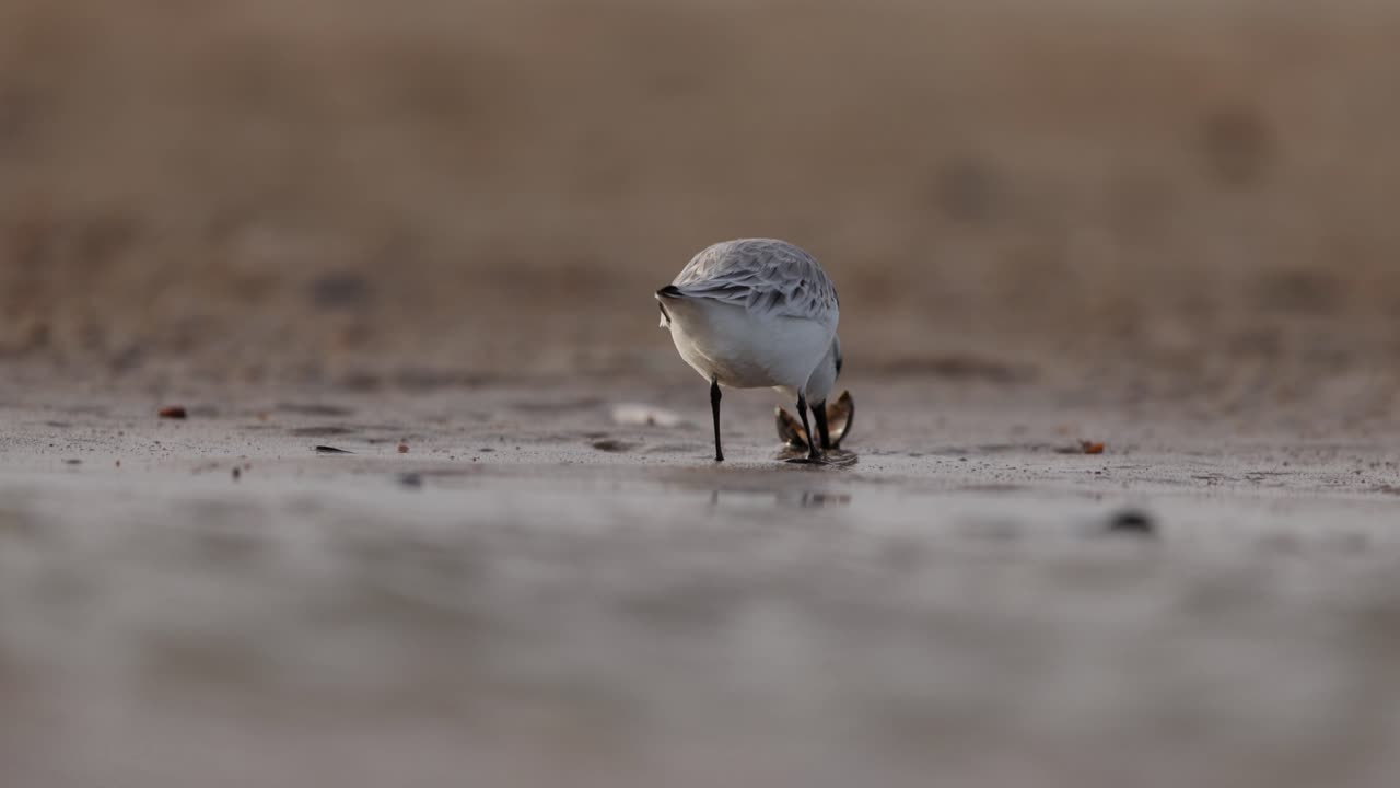 해변 에서 먹이 를 먹는 눈 어리