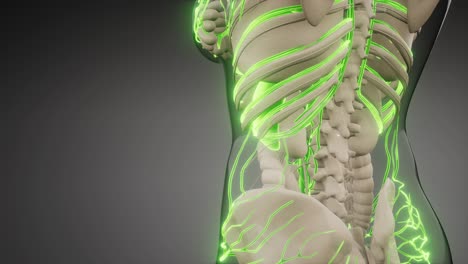 vasos sanguíneos del cuerpo humano