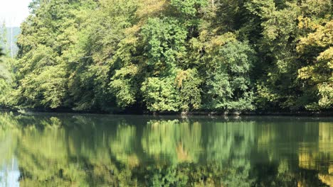 lake reflects surrounding forest with dense trees