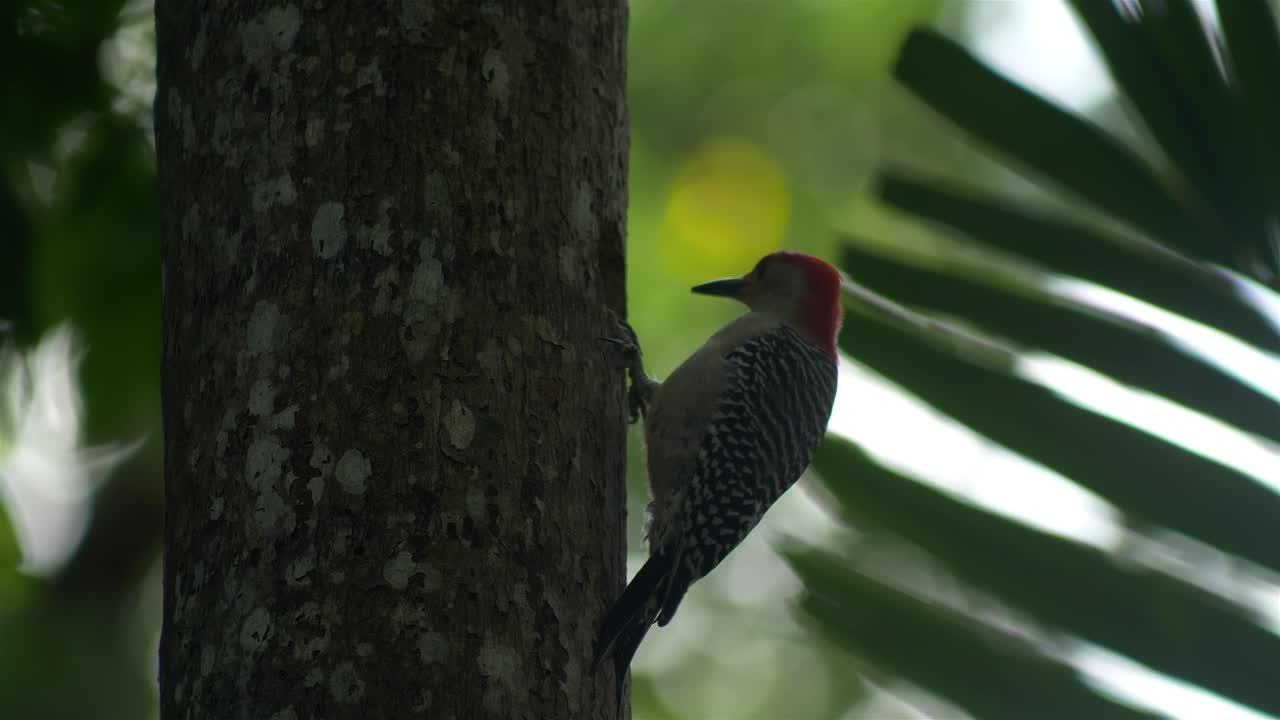 pájaro carpintero picoteando lado del árbol bokeh fondo cámara lenta 60fps cámara lenta