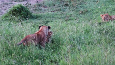 Verspieltes-Löwenjunges-Im-Grasland-Bei-Sonnenuntergang-In-Masai-Mara,-Kenia,-Afrika