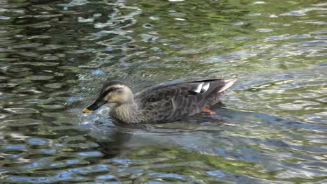 duck swimming in a water