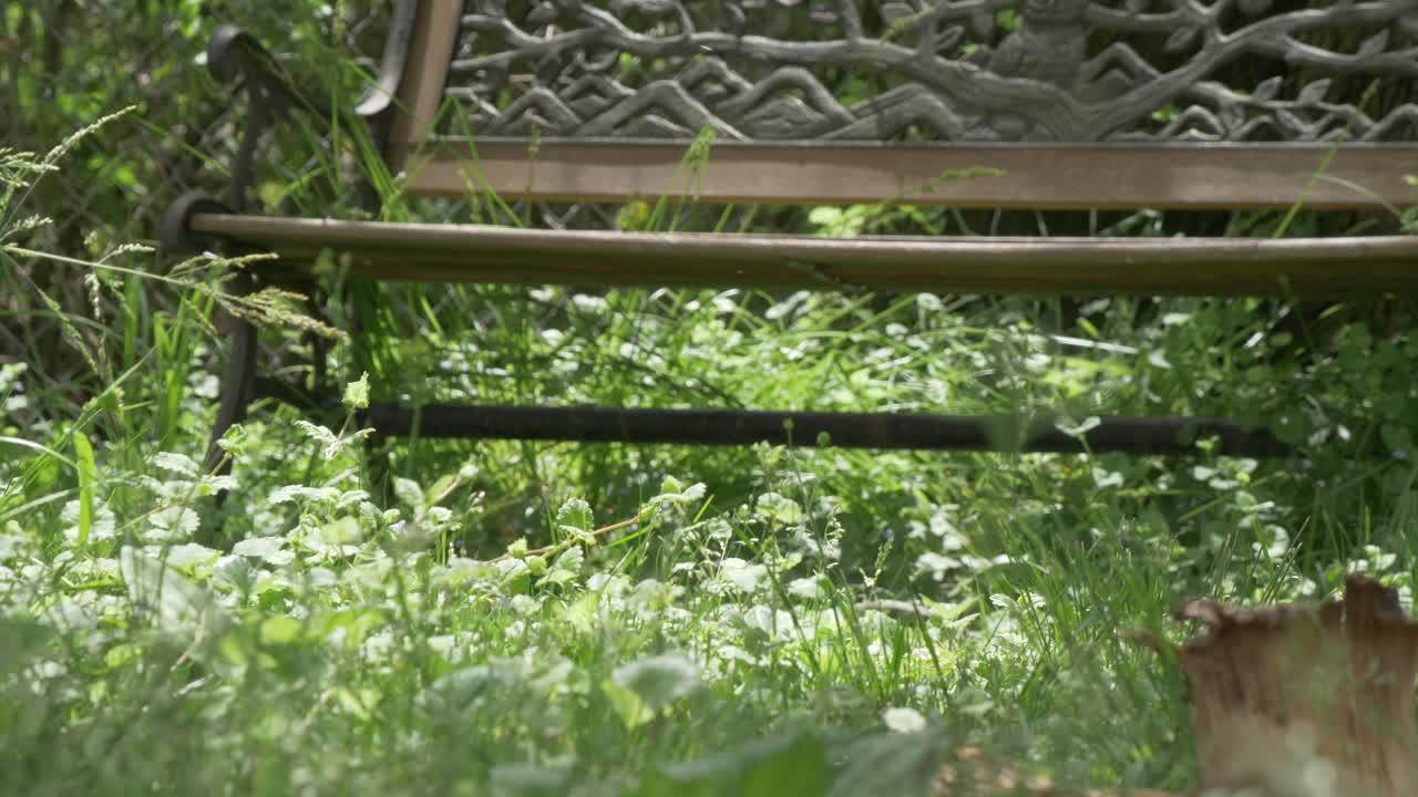 긴 잔디 잡초 햇빛 마당 벤치 잔디 곤충