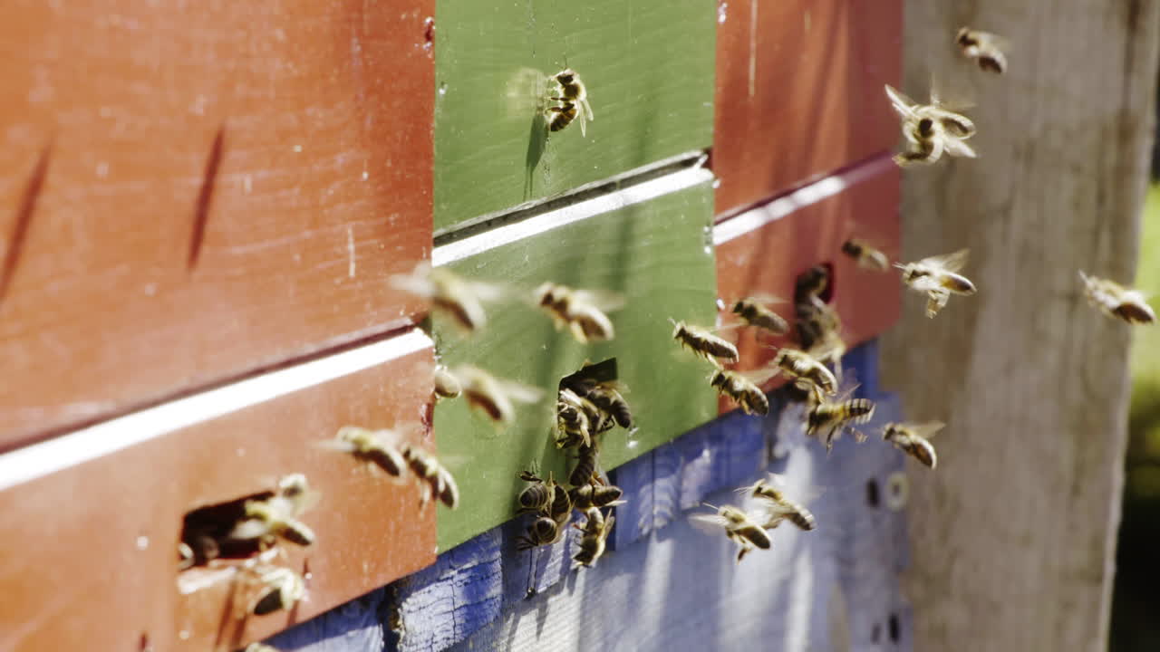 Bees Flying Around a Beehive
