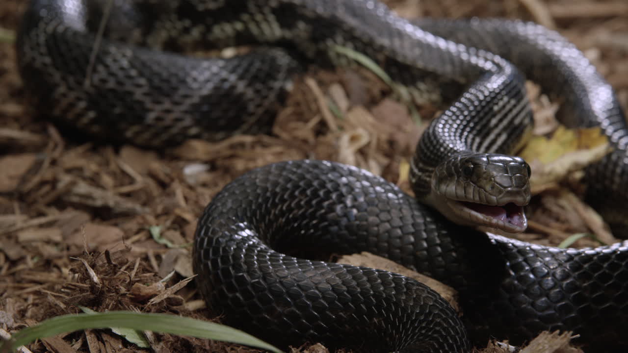 черная крысиная змея на лесной подстилке смотрит в сторону камеры, двигая телом