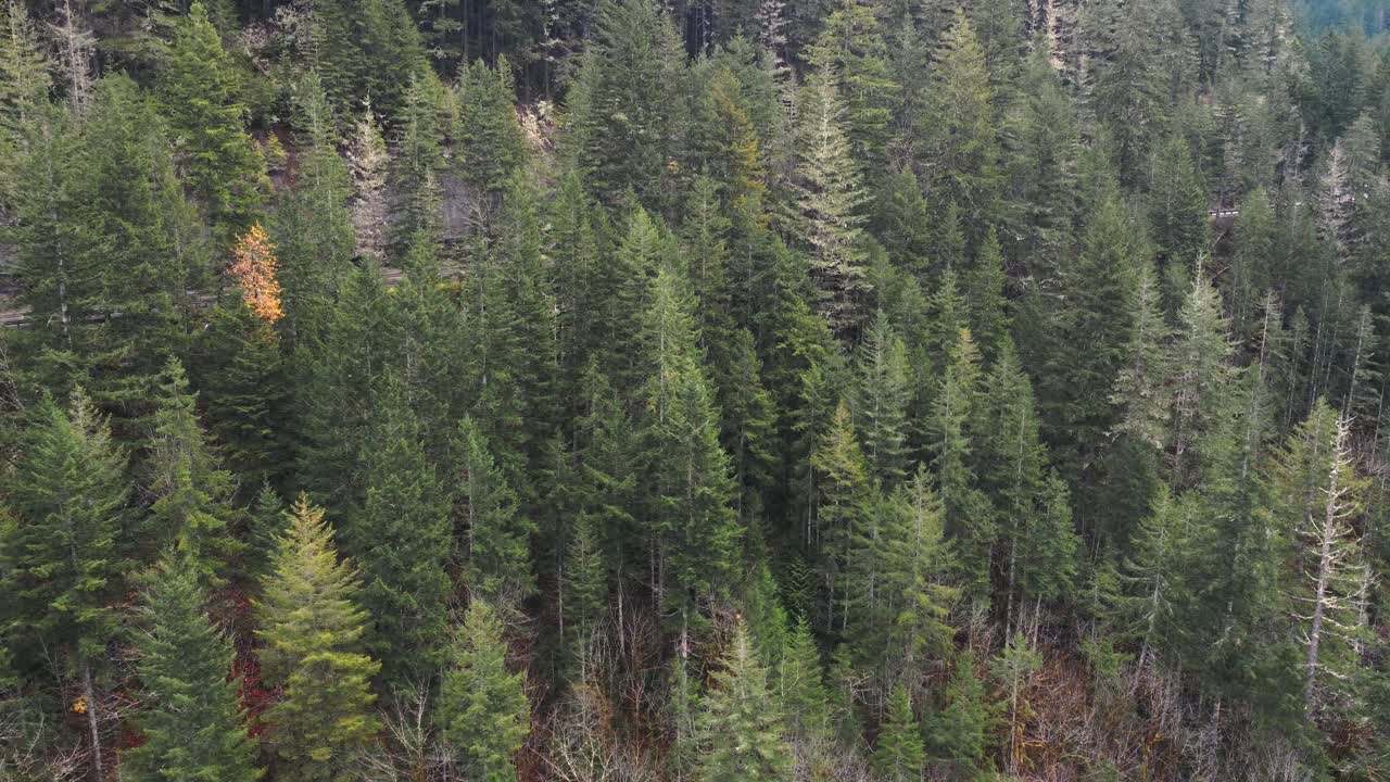A drone shot orbiting a road deep in the forest of the pacific northwest
