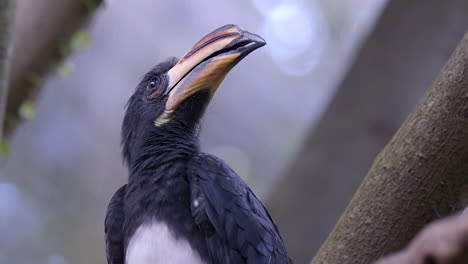 Ein-Wunderschöner,-Gesunder-Rattenhornvogel-Aus-Nordafrika,-Der-Seine-Umgebung-überprüft---Aus-Nächster-Nähe