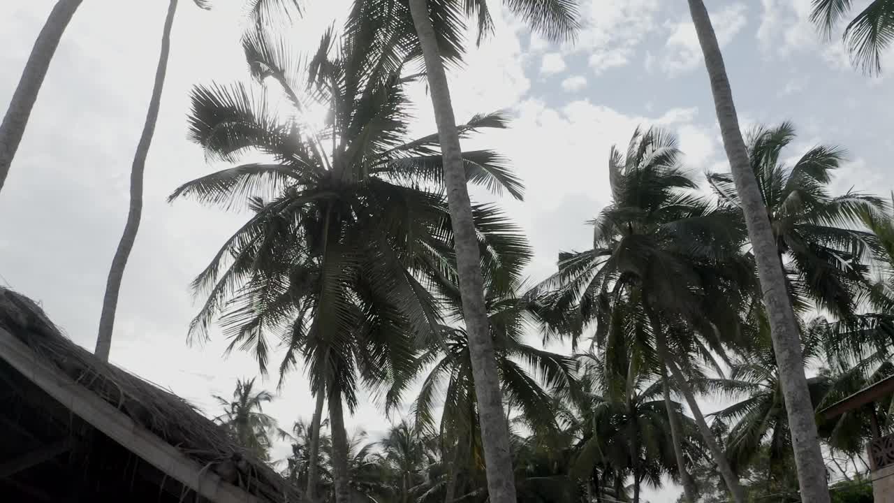 아프리카 해변의 야자수