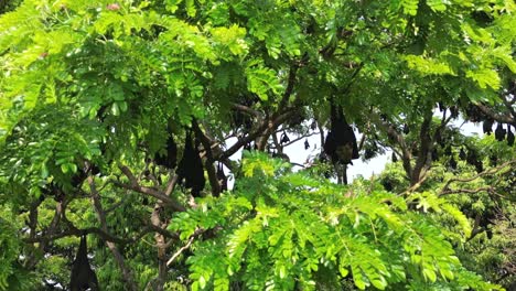 Murciélagos-Frugívoros-Colgados-De-Los-árboles-En-Kolhapur