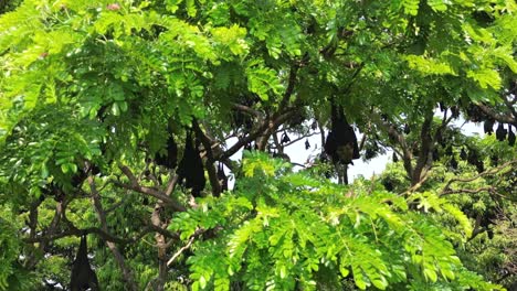 fruit bats hanging from trees in kolhapur
