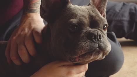 close up view of a bulldog dog